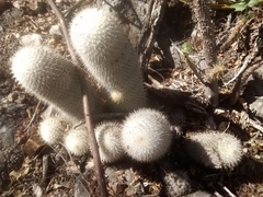 Mammillaria dixanthocentron