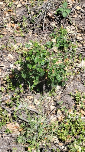 iNaturalist observation photo of Dumosae