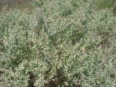 Atriplex undulata