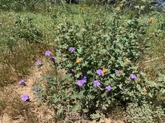 Glandularia latilobata