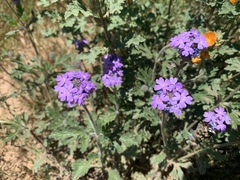 Glandularia latilobata