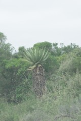 Aloe ferox