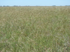 Nassella poeppigiana