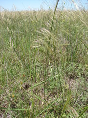 Nassella poeppigiana