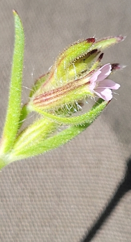 iNaturalist observation photo of Dicots