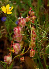 Rumex occultans