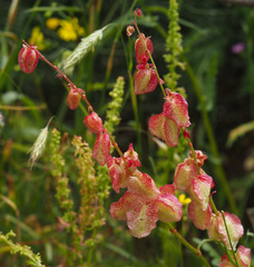 Rumex occultans