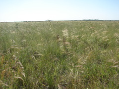 Nassella poeppigiana