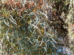 Eucalyptus spathulata