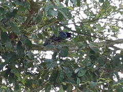 Quiscalus mexicanus
