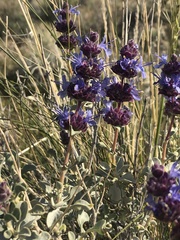 Salvia dorrii