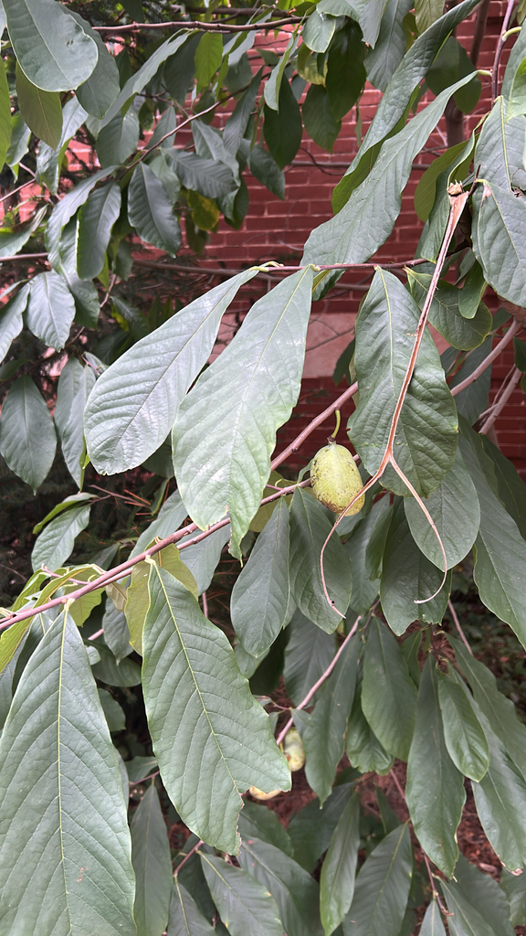 common pawpaw from S University Ave, Chicago, IL, US on October 13 ...