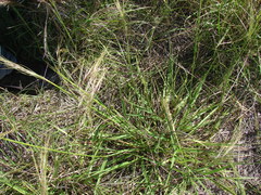 Nassella poeppigiana
