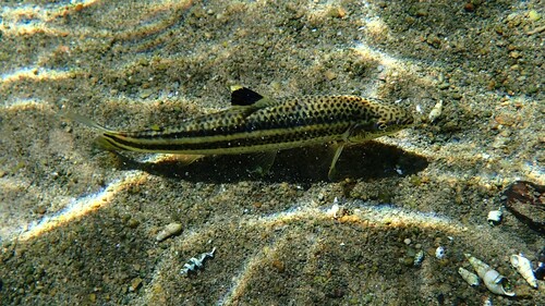 Gestreepte kopstaander (Leporellus vittatus) — Anostomidae — 4