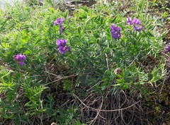 Vicia uralensis