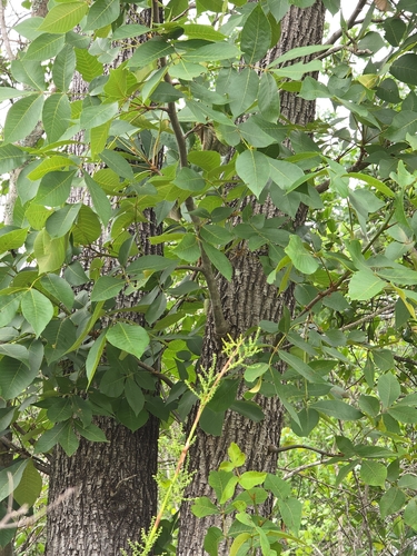 Carya texana, photograph 5