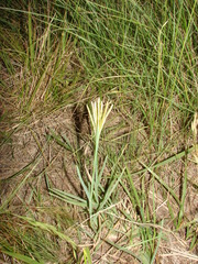 Eustachys retusa