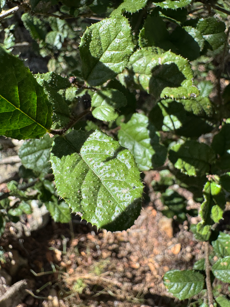 Ehretia grahamii