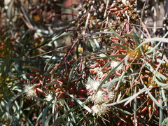 Eucalyptus spathulata