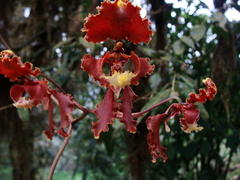 Cyrtochilum serratum