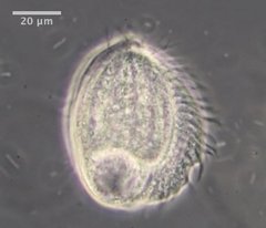 Phacodinium