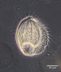Phacodinium