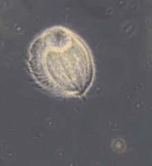 Phacodinium