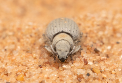 Eucilinus aridus