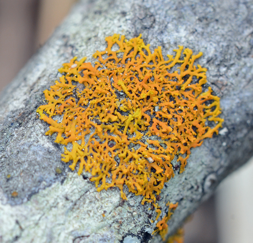 Bare-bottom Sunburst Lichen