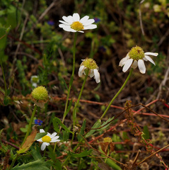 Anthemis leucanthemifolia