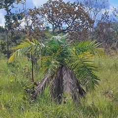 Syagrus comosa, photograph (c) Thomaz Ricardo Favreto Sinani, some rights reserved (CC BY)