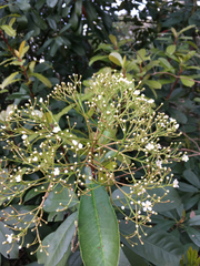 Photinia
