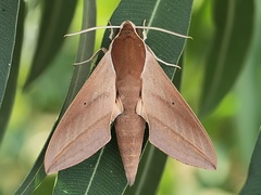 Theretra alecto