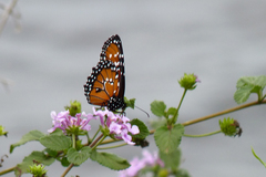 Danaus gilippus gilippus