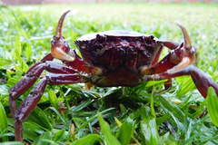 Dilocarcinus pagei
