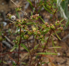 Plantago sarcophylla