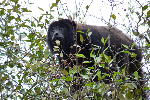 Black-and-gold Howler Monkey, photo 8 of 10