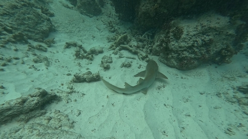 Nebrius ferrugineus