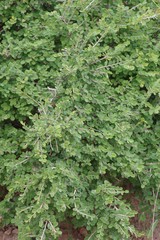 Flueggea verrucosa