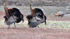 Meleagris gallopavo intermedia