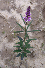 Polygala molluginifolia