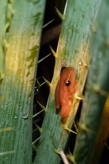 Scinax squalirostris