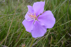 Chaetogastra gracilis