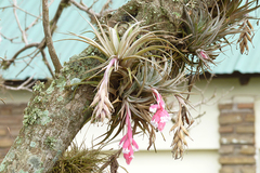 Tillandsia recurvifolia
