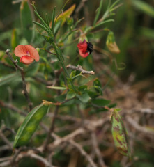 Lathyrus marmoratus