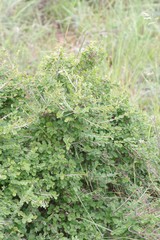 Flueggea verrucosa