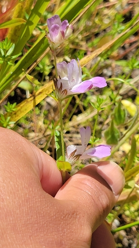 iNaturalist observation photo of Blue-eyed Marys