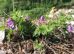 Vicia uralensis