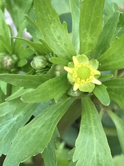 Ranunculus abortivus
