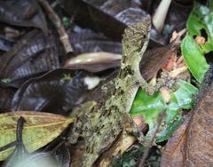 Anolis monteverde